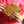 Person holding a gold metal object with four screws against a pink shirt background