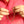Person holding a gold chain against a pink shirt background